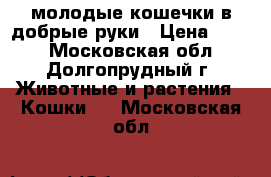 молодые кошечки в добрые руки › Цена ­ 100 - Московская обл., Долгопрудный г. Животные и растения » Кошки   . Московская обл.